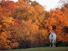 Warmblood, Tewkesbury Manor, Maryland